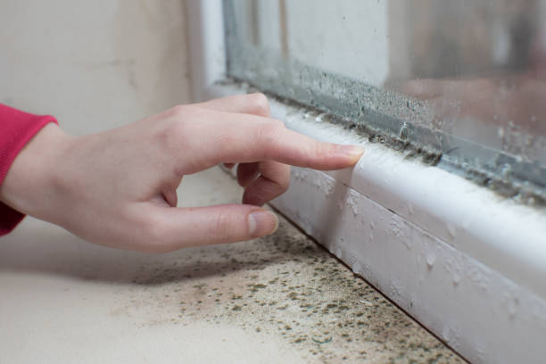 Best Residential Mold Inspection & Testing  in Iceville, AL